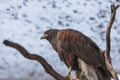 HarrisÃ¢â¬â¢ Hawk, Parabuteo unicinctus harrisi Royalty Free Stock Photo